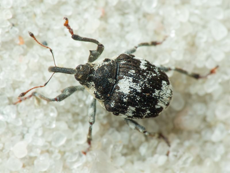 Mogulones larvatus (Schultze, 1897)